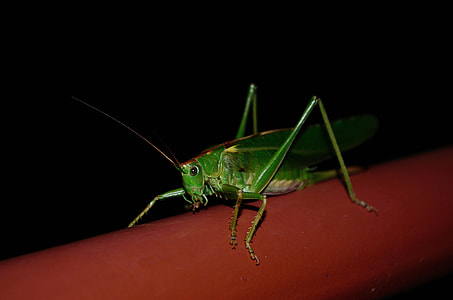 Grasshopper, Insect thumbnail