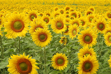 sunflower field at daytime thumbnail