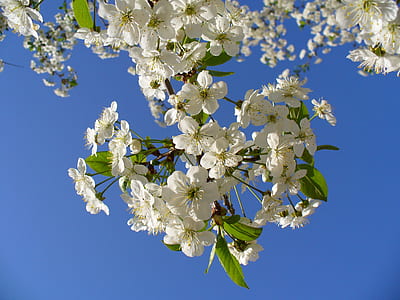 white flowers thumbnail