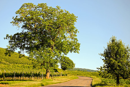 green tree by the road during daytime thumbnail