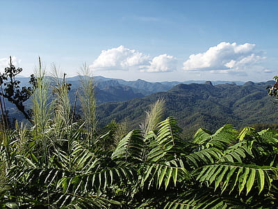fern plant near mountain thumbnail