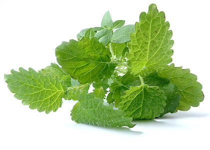 green leafed plant thumbnail