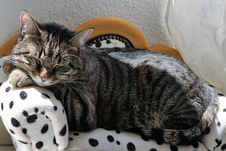 silver Tabby cat sleeping on black and white bed thumbnail