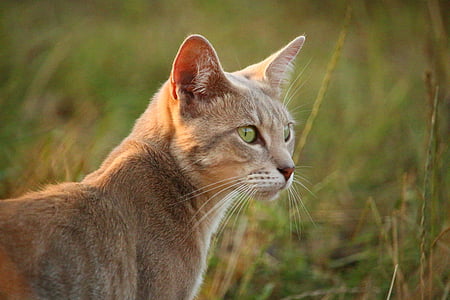 shallow focus photography of orange cat on grass field during day thumbnail