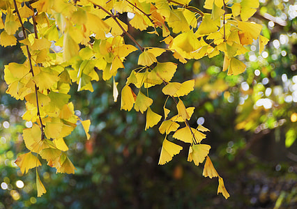 Yellow Leaves, Gingko Tree thumbnail