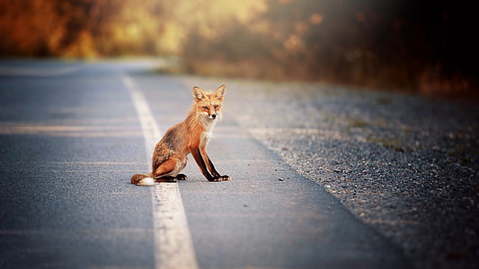 red fox on asphalt road thumbnail