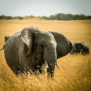 gray elephant on field thumbnail