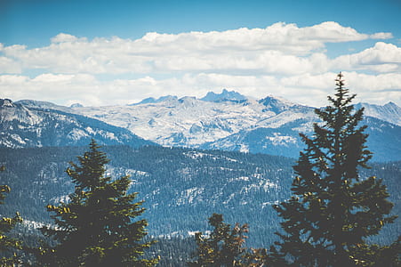 birds eye view of forest during daytime thumbnail