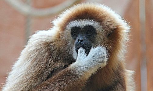 brown and gray primate thumbnail