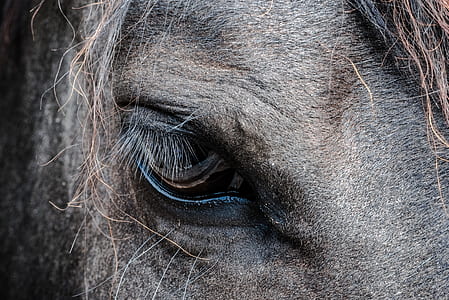 black horse eye thumbnail