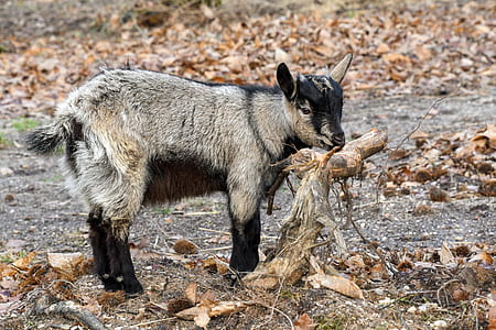 goat kid standing near branch thumbnail