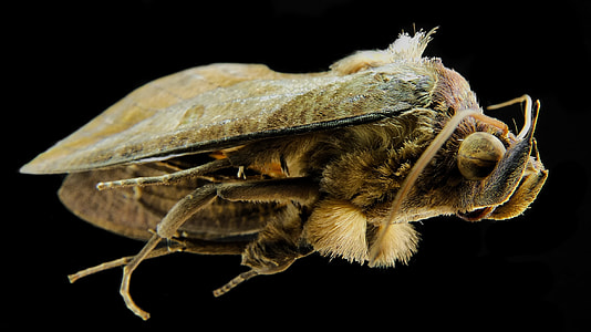 Moth, Butterfly thumbnail