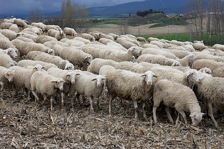 herd of sheep thumbnail