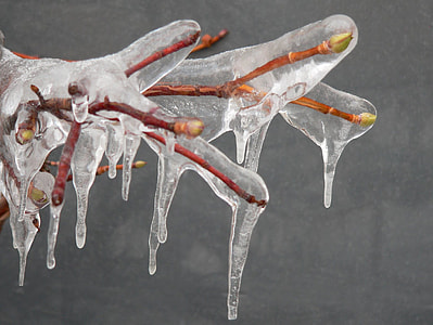 frozen tree branch thumbnail