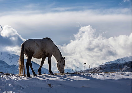 brown graze on snow thumbnail