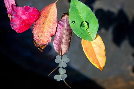 assorted leaves thumbnail