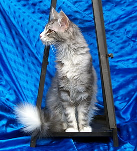 black and white cat thumbnail
