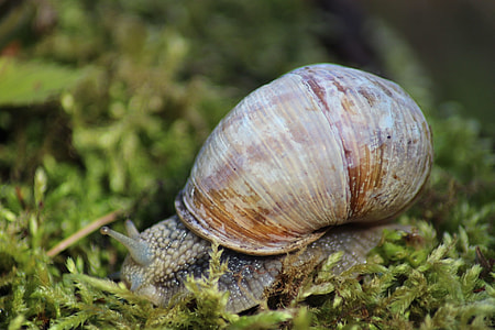 Snail, Slow thumbnail