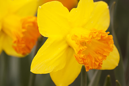 close-up photo of yellow daffodil flower thumbnail