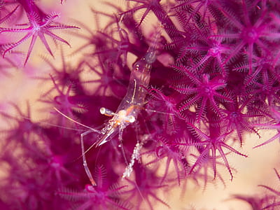 crawfish on purple flower thumbnail