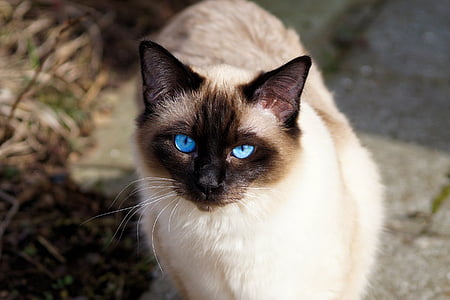 Siamese cat thumbnail