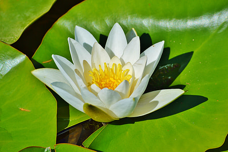 white sacred lotus flower thumbnail