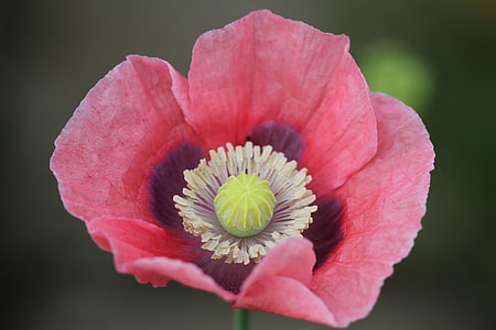 red poppy flower blooming at daytime thumbnail