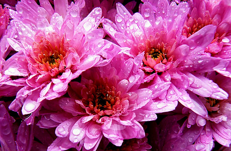 pink flowers thumbnail