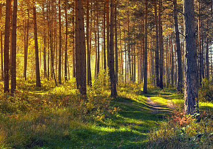 green leafed trees photography thumbnail