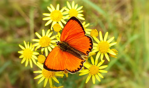 shallow focus photography of orange butterfly thumbnail