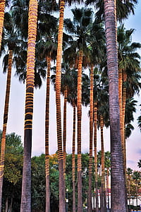 palm tree with yellow string lights outdoors thumbnail
