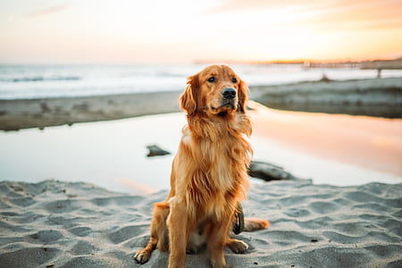 adult Golden retriever sitting on beach during daytime thumbnail