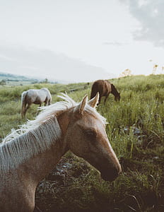 three brown horse eating grass thumbnail