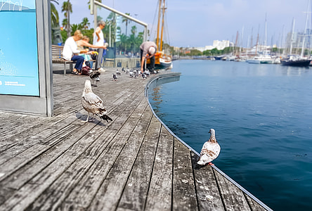 two gray pigeons on dock thumbnail