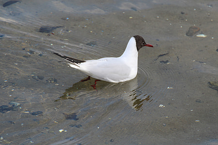 Black Headed Gull thumbnail