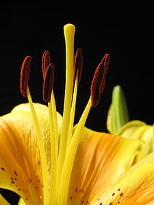 yellow lily flower thumbnail