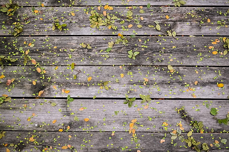 green leaves on wooden flooring thumbnail