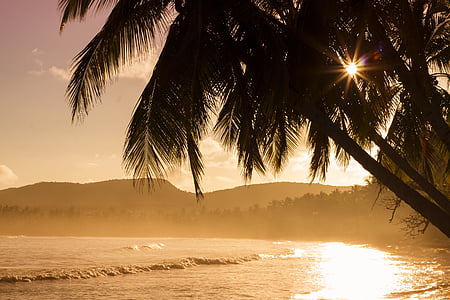 photo of coconut trees near body of water during golden hour thumbnail