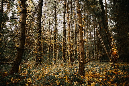 brown tree trunks thumbnail
