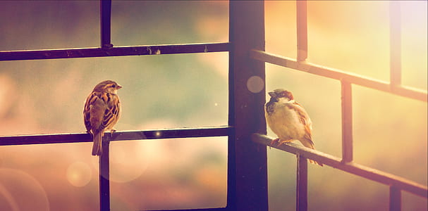 two brown birds on black grilles thumbnail