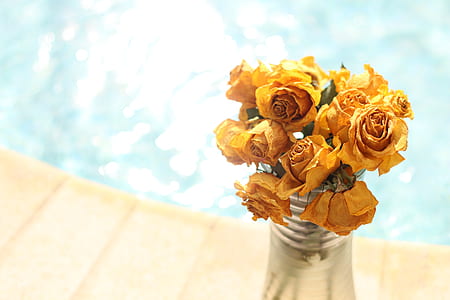 yellow rose flowers thumbnail