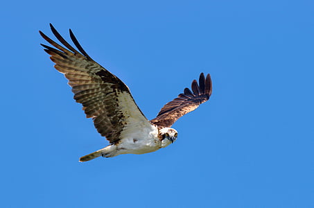 low angle of brown and white eagle in flight thumbnail