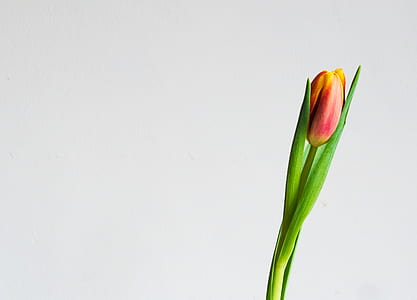pink tulip bud close up photography thumbnail