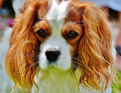 Tan and White Cavalier King Charles Spaniel thumbnail