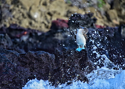sea, nature, bird, water thumbnail