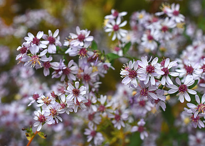 Veil Aster, Symphyotrichum thumbnail