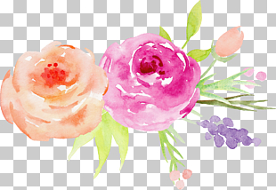 Flower Watercolor painting Garden roses, Hand-painted watercolor roses decorative elements, pink and orange flower painting PNG clipart