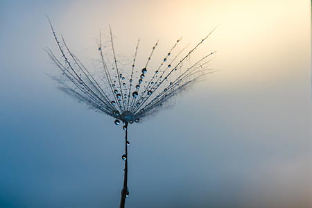 closeup photo of dandelion with dew thumbnail