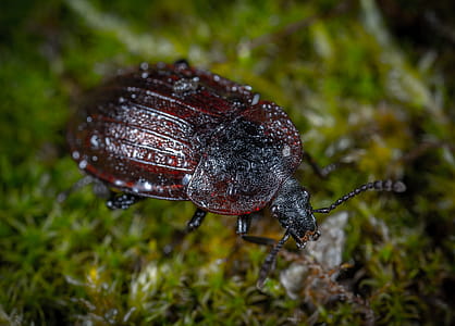 Closeup Photo of Brown and Black Beetle on Green Grass thumbnail