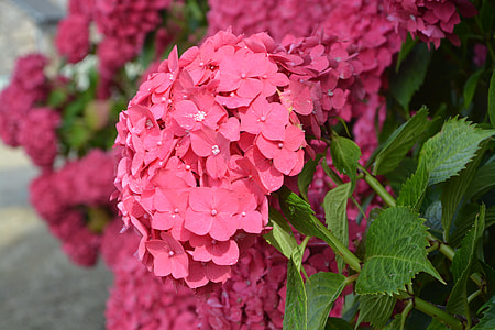 Red Flowers thumbnail